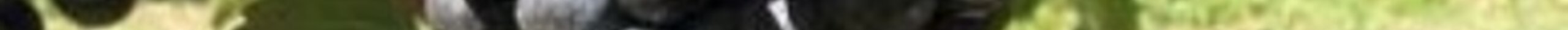 Enantio